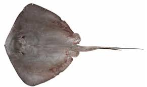 Image result for Rawsonia burtt-davyi