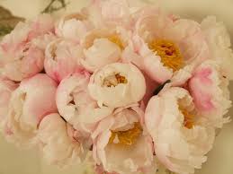 Rosa di zhao (zhao fen) | centro botanico moutan (con. I Fiori Piu Belli Per Un Matrimonio Silviadeifiori