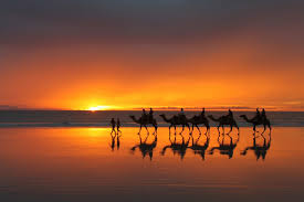 Find nearby locations on map. You Haven T Done Broome Until You Ve Done A Sunset Camel Ride Australian Traveller