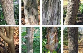 The bark is probably my favorite tool for identifying firewood. Identifying Trees By Their Bark Master Gardeners Of Northern Virginia