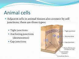 Cells so cell the cell wall is going to be in a plant cell animal cells don't have cell walls now if we junctions between adjacent cells electrical signals can move through the tissue and let adjacent of active research you know in the decades to come we're going to find more and more things that these. Cell Connections Chapter Ppt Download