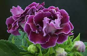 Gloxinia By Wim Bolsens Cicek Mor Cicekler Mor