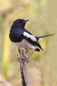Birds Of A Feather New Vegas Bug Oriental Magpie Robin Male Beautiful Birds Pet Birds Colorful Birds
