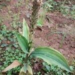 Image result for Platylepis glandulosa