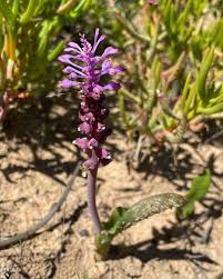 Image result for Queenslandiella