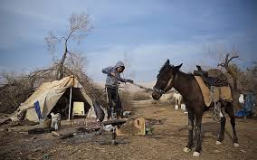 Like already hinted in the answers before this is rather a spring than a camel problem. Bedouin Revert To Nomadic Lifestyle For Camel Birthing Season The Times Of Israel
