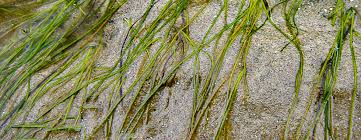 Image result for Zostera capensis