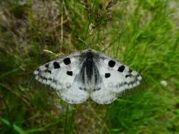 Image result for Parnassius apollo