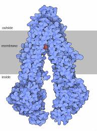 The cell membrane has selectivity; Pdb 101 Molecule Of The Month P Glycoprotein