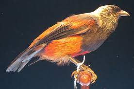 ʻula ʻai Hawane Wikipedia Animals Extinction Species