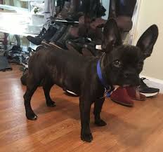 Check out our french bulldog clothing selection for the very best in unique or custom, handmade pieces from our pet jackets & hoodies shops. Pet Leasing Is Real And Can Catch Owners By Surprise New Jersey Lawmakers Want To Ban It The Morning Call