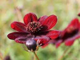 They grow 2 to 4 feet tall, depending on the variety. Chocolate Cosmos Care And Growing Guide