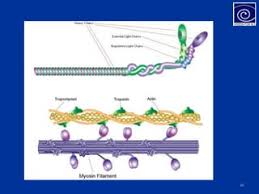 Myosin | Definition & Function - Lesson | Study.Com