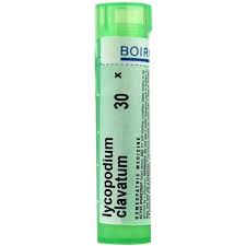 Image result for Lycopodium clavatum