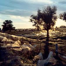 In der region gippsland östlich von melbourne spinnen die krabbeltiere riesige netze, die ganze landstriche bedecken. Australien Millionen Spinnen Regnen Vom Himmel Welt