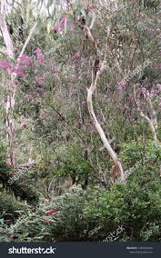 Image result for Gunillaea