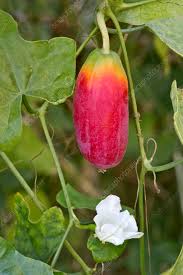 Image result for Coccinia grandis