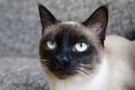 10 Types Of Siamese Cats Which Is Best For You I The Discerning Cat