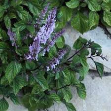 Image result for Coleus thyrsoideus