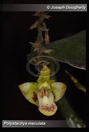 Image result for Polystachya cultriformis