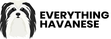 Check spelling or type a new query. Havanese Puppies In Texas Everything Havanese Network