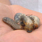The grubs feed on plant roots in large numbers and. Question Time Burke S Backyard