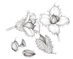 Get the best deal for ink botanical art drawings from the largest online selection at ebay.com. Beech Fagus Sylvatica Beech Nuts Cases And Fruit Pen And Ink Botanical Illustration By Lizzie Harper Lizzie Harper