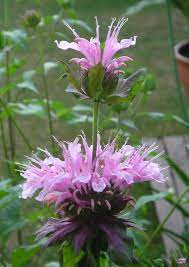 Pin By Karin Thompson On Gardening Beautiful Flowers Love Flowers Planting Flowers