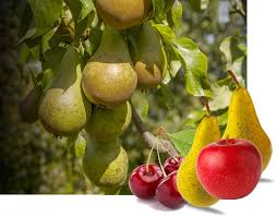 Does anyone know how old a tree i'm obsessed with fruit. Guide To Growing Fruit Trees Successfully Henry Street Garden Centre
