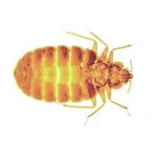 Guide to bed bugs pest control. Pest Control And Pest Removal Cambridgeshire Greenthink Pest Control