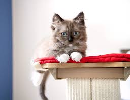 Jesse's pet & feed store. Welcome To American Pet Hospital Gp Veterinarians