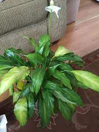 After repotting it did okay for a while, although some leaves were still turning brown, but over the last month it looks worse than ever and i'm not sure what to do now. Houseplants Forum Peace Lily Turning Yellow Garden Org