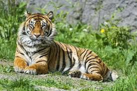 .posing tiger, posing amur tiger, tiger, dangerous tiger, tigers and lions pictures, tiger background, bengal tiger images, tiger face, danger tiger image, white tiger picture, beautiful pose girl. Posing Female Sumatran Tiger Tiger Images Sumatran Tiger Pet Tiger