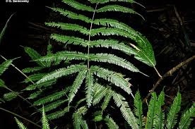 Image result for Pteris similis