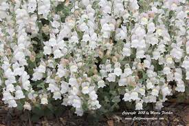 Antirrhinum Hispanicum Spanish Snapdragon Antirrhinum Drought Tolerant Plants Low Water Gardening