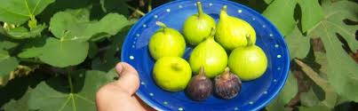 Sebagai patokan untuk menentukan harga jual. Jual Pohon Tin 0852 30788 450 Pohon Tin Buah Tin Ara Buah Surga Figs Ficus Carica L