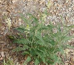 Image result for Astragalus atropilosulus
