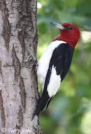 Black And White Bird Red Head Red Headed Woodpecker Larkwire Com Take Time To Notice The Beauty Of God S Creation Everywhere Make Time For Silence Whe Woodpecker Beautiful Birds Pet Birds