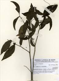 Image result for Rhaphiostylis