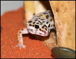 Comment Bien S Occuper De Mon Gecko Blog Gecko Gecko Leopard Animaux