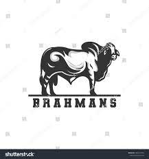Toros De Carne Brahman Stock Vectors Images Vector Art Shutterstock