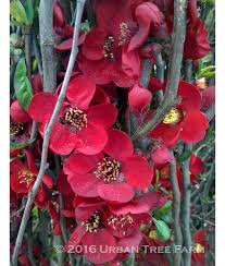 Image result for Chaenomeles