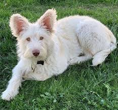 < image 1 of 4 >. Dog Breed 101 Is The Husky Poodle Mix A Great Doodle To Have K9 Web
