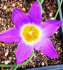 Image result for Romulea