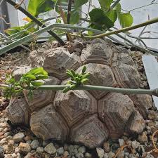 Image result for Dioscorea asteriscus