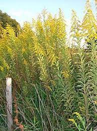 Solidago Altissima Wikipedia The Free Encyclopedia Wild Flowers Long Lasting Flower Flora Garden