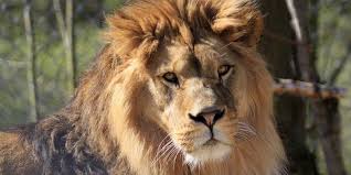 On 9th of may 1946 a zoopark dvůr králové nad labem with area of 6.5 hectares was established on the nationalized property of private park and villa of textile businessman richard neumann. Zoo Dvur Kralove Nad Labem Hotel U Beranka Nachod