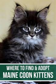 For the same reasons, do not attempt to give away kittens from a box outside your supermarket, nor post free. Adoption Free Kittens Near Me Download 600 900 Craigslist Denver Colorado 37arts Net