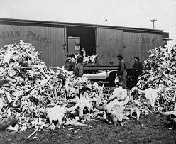 Buffalo Bones Gathered From The Prairies Bac Likely Post 1885 Ad Picking Bones Was One Of The Few Occupations Open To Me American Bison Bison Hunting Bison