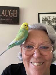 For The Love of Budgies